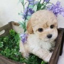 푸숑푸숑 이미지