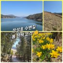 장성황룡강노란꽃잔치 축제장3 | [광주 근교 애견동반] 사계절 최애 산책로 장성호 수변길 🌼 미니 수선화 개화, 전남 주말 나들이 추천