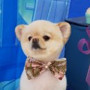 안녕강아지야 이미지