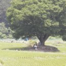 고향마을의 정자나무 이미지