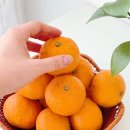 중귤농장 | 제주 카라향 임가네귤농장 산지직송 후기 봄에 만나는 달콤한 제주 과일 선물 귤택배
