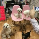 나밍밍 강아지네 네이버블로그