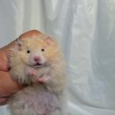 선셋 햄스터리 이미지