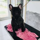 Holly Molly 이미지