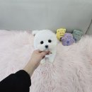 내 품안의 반려견(강서점) | 꼬숑분양 내품안의반려견