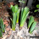 봄에새싹 이미지