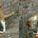 멍멍아 야옹 이미지