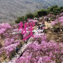 CU 진천진달래공원점 | [충격]아직도 여기 몰라? 30만평 핑크빛 폭발! 2026 비슬산 참꽃문화제 실시간 상황 진달래 축제