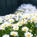 하늘플라워 이미지