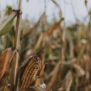 곡물농장 이미지