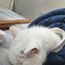 들음 | 고양이 저칼륨혈증 칼륨저하증 증상 및 치료 후기 다리 절음 및 고개 못들음 증상 있어요.