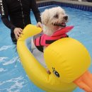 메르시 풀빌라 | 울산 애견동반 숙소 메르시풀빌라펜션 프라이빗1동 추천