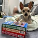 오늘도 편안하개 이미지