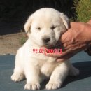 소박