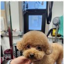 The빛나개 이미지