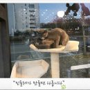 청춘애견 계룡점 이미지