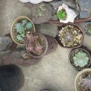 은비네농장 이미지