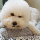 은하수 펫푸드 이미지