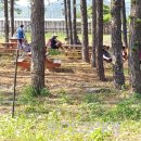 철원 평화마을  유곡 캠핑장 이미지