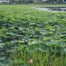 유등연지 이미지