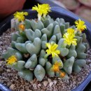 코노 - COP269-1 Conophytum bilobum ssp. altum "plenum" 이미지