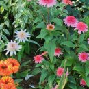 까사벨라 제이스테이 이미지