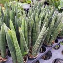 산세베리아농원