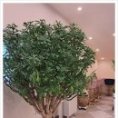 도담칼국수 이미지