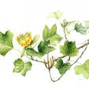 꽃과 식물그림 보타니컬 아트 이미지