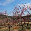 수유동성당 개방화장실 | 매화숲(종료)/진주성/진주국립박물관/진주운석빵 후기/칠암동성당 미사/타짜오리하우스 야무지게 즐기기~ 😋