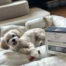 피피도그 이미지