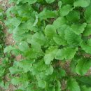 향수농장 이미지