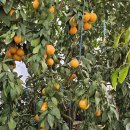 황금향 한그루 이미지