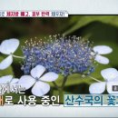 수국 효능과 수국잎 추출물 이미지