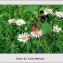 진부리유원지 이미지