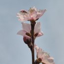 영천시 그린환경센터 | 경북 영천여행 – 영천 벚꽃 명소 임고강변공원, 영천댐 벚꽃백리길