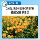 금규 | 문헌 속 꽃이 전하는 이야기... 향기로운 시간 여행