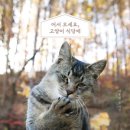 13번째고양이 이미지