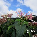 문장대 야영장 이미지