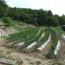 동광농장 이미지