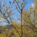 몸사랑건강마을 | 구례 산수유 축제 실시간 후기 반곡마을 개화상황과 주차 포토존 정리