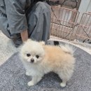 몽키펫 | 왕복 몇 시간이 아깝지 않은 이유! 몽키의 곰돌이컷 &amp; 코코슈 스파 후기|안다펫샃롱