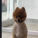 윌리하니 그루밍 이미지