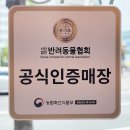 말괄냥이 이미지