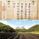 진안 인삼재배 문화 이미지