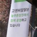 고센씨암탉