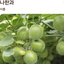 설탕의300백배 설탕 대체용 천연단맛 나한과 모든 자료