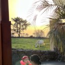 발레나풀빌라 501 | 아기랑 자쿠지, 미온수풀, 말 뷰가 있는 독채풀빌라 발레나리조트 후기 / 발리느낌 나는 신상 독채풀빌라