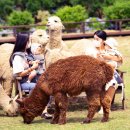 동산농장(2) 이미지