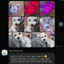멍문대 애견유치원 이미지
